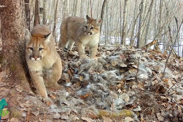 Mountain Lion