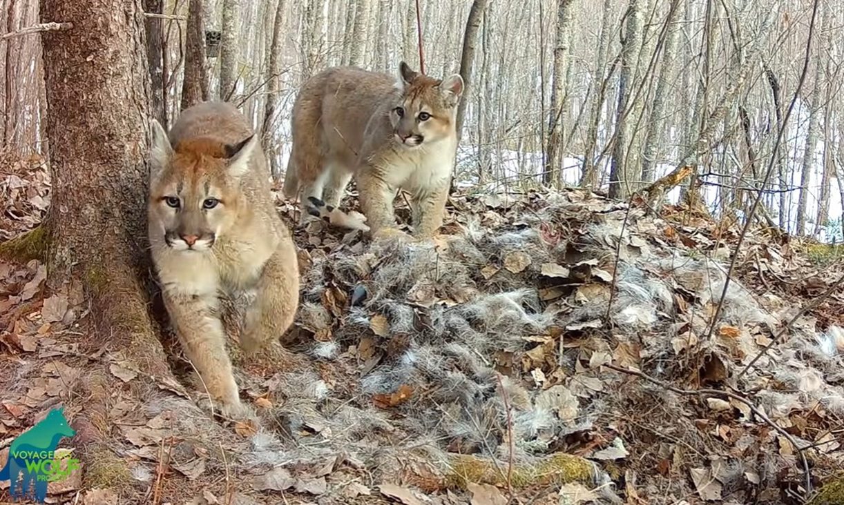 Minnesota Trail Cam Captures First-Ever Footage Of Mountain Lion Kittens In State History