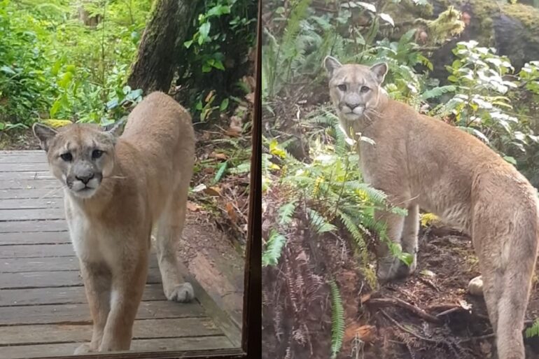 Two lions on a wooden deck
