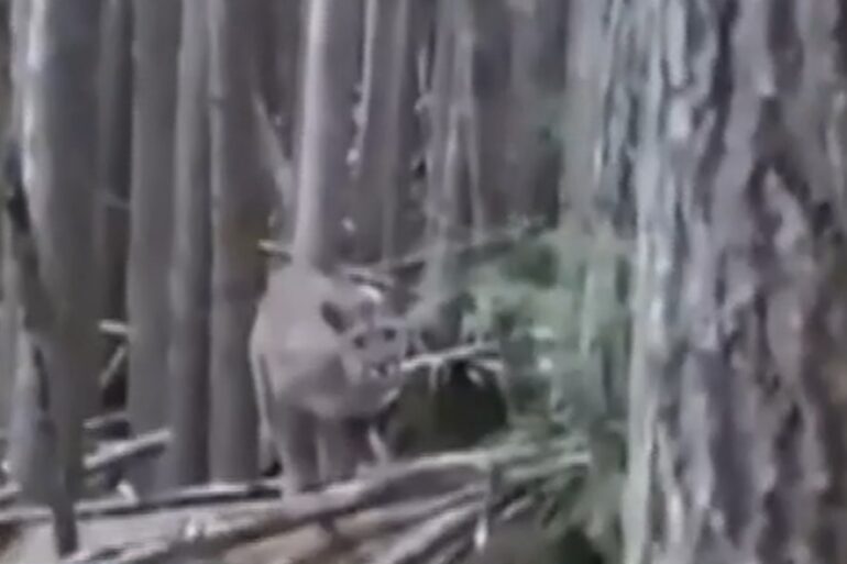 Mountain lion