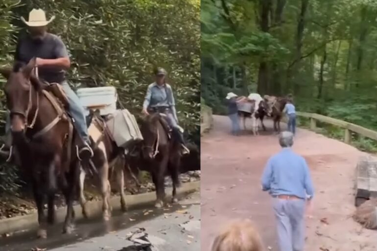 Mule team