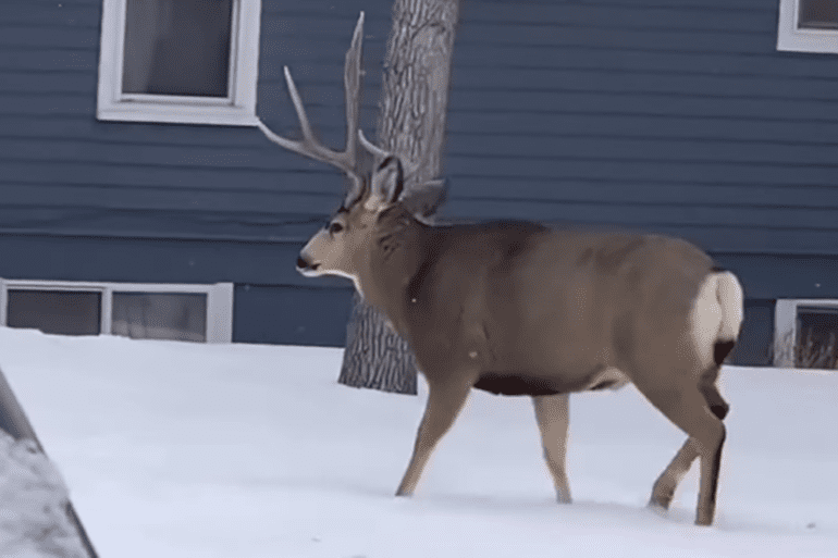 massive buck in Montana backyard