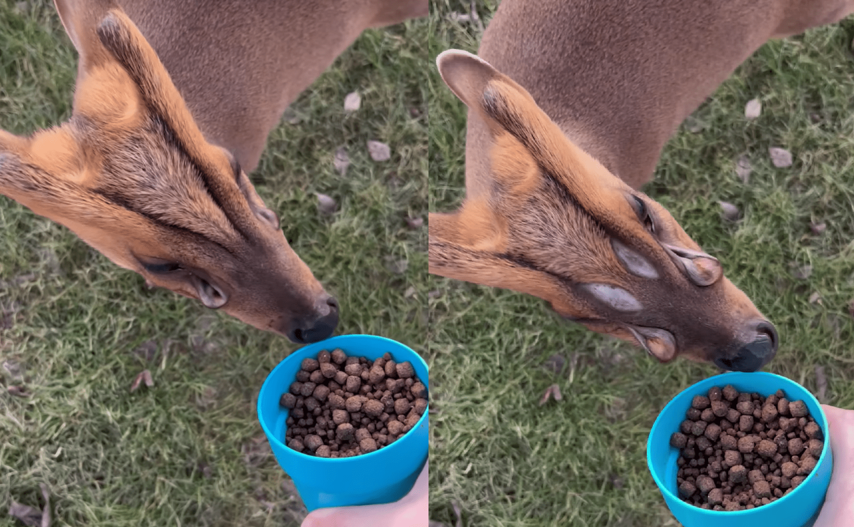 This Alien Deer Named Biscuit Looks Like It Came From Another Planet