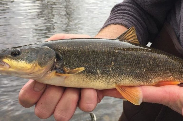 A person holding a fish