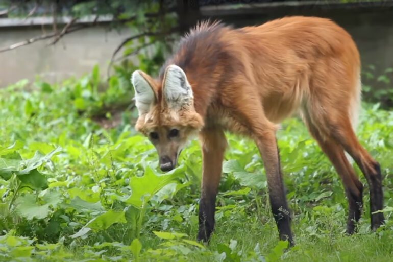 A deer in the grass