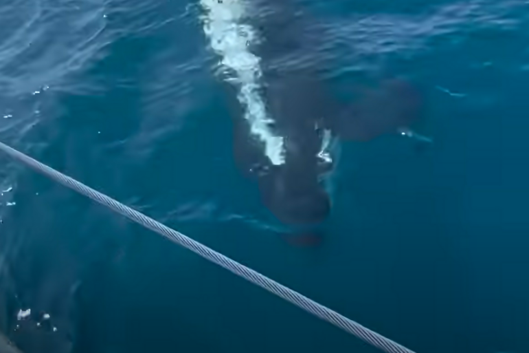 Orca attack