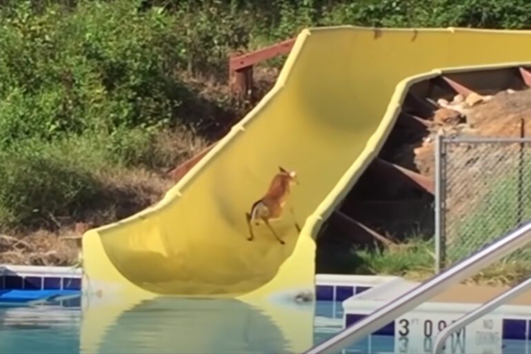 A dog on a yellow surfboard