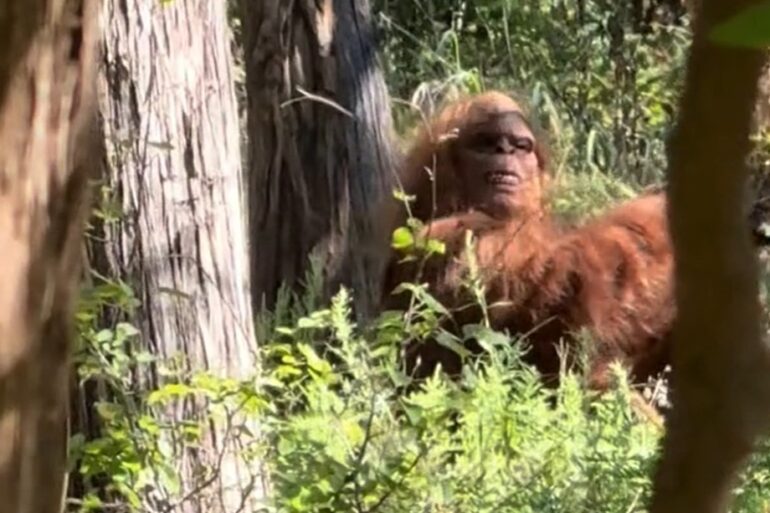 Big foot