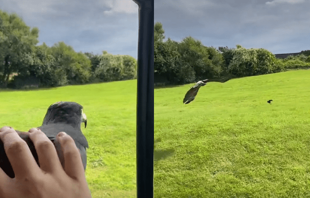 A bird flying over a man's head