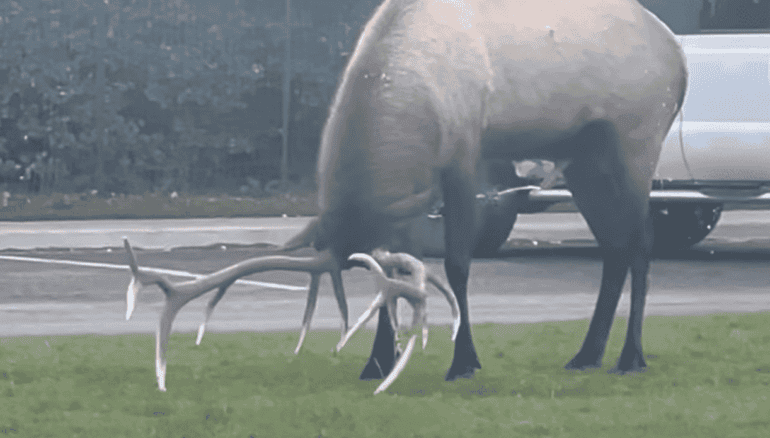 Elk Pees