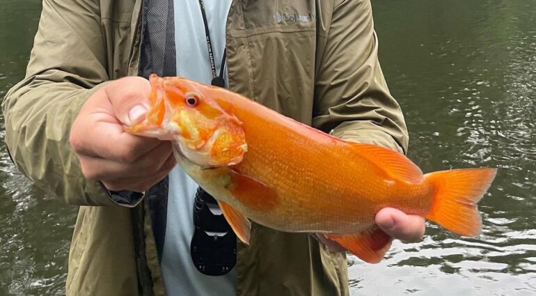 Orange smallmouth bass