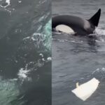 Orca pod attack