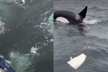 Orca pod attack