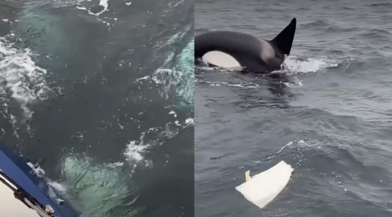 Orca pod attack