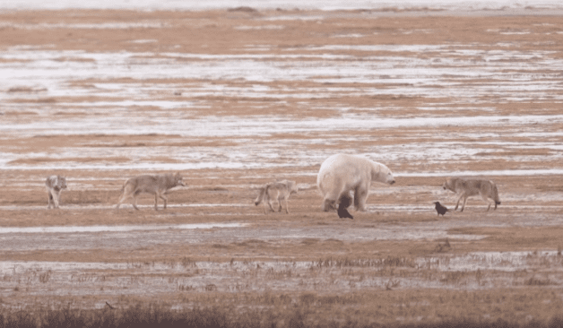 A polar bear and several zebras in a field