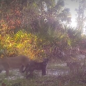 Panthers