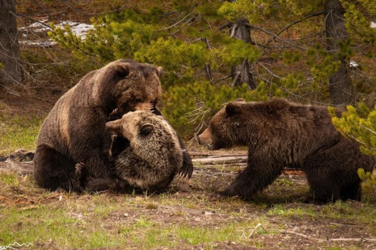 Bears Yellowstone