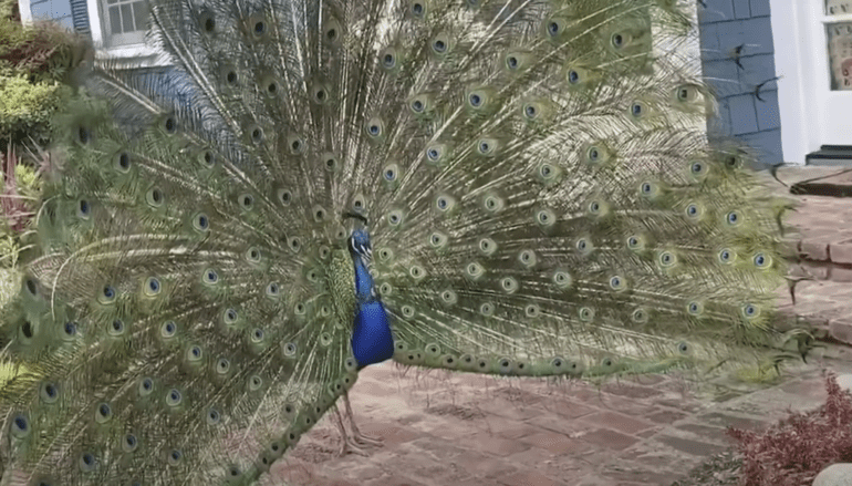 A peacock with its tail feathers spread out