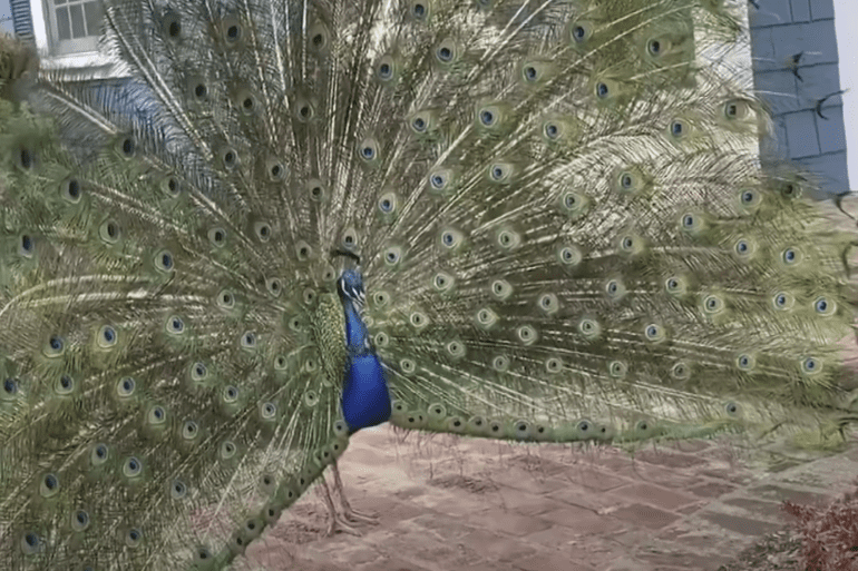 A peacock with its tail feathers spread out