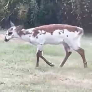 Piebald deer