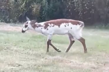 Piebald deer