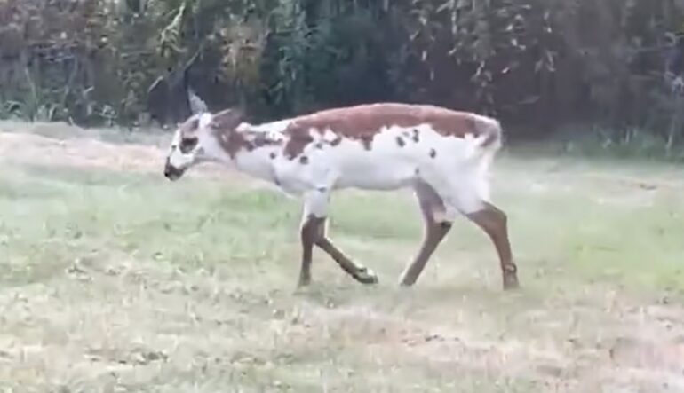 Piebald deer