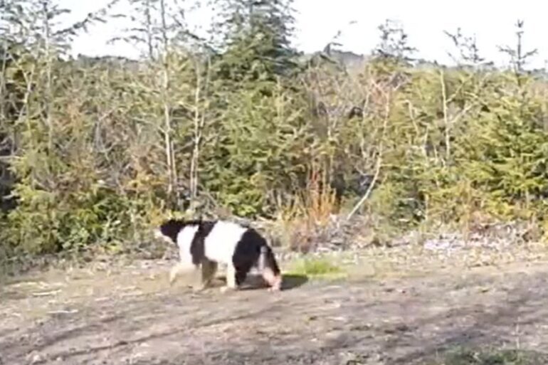 Piebald bear