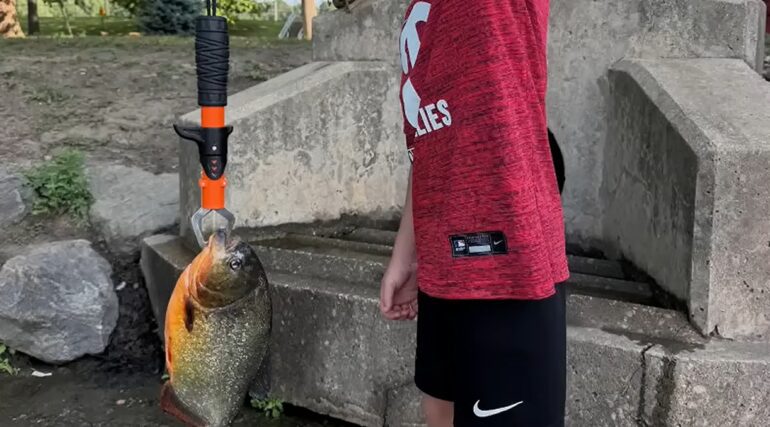 Piranha Penn