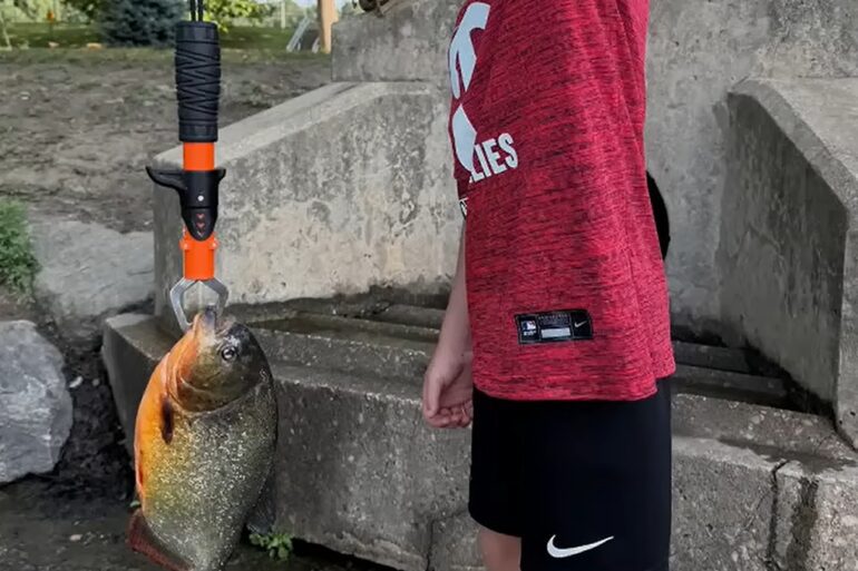 Piranha Penn