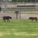 Pit bull confronts coyote
