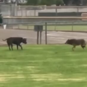 Pit bull confronts coyote
