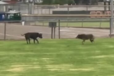 Pit bull confronts coyote