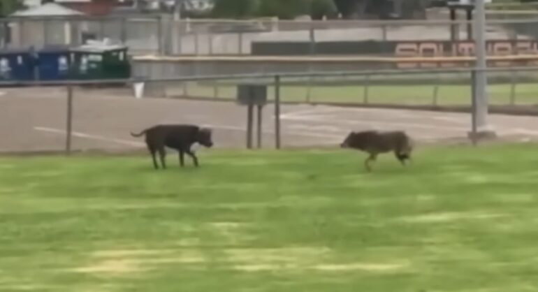 Pit bull confronts coyote