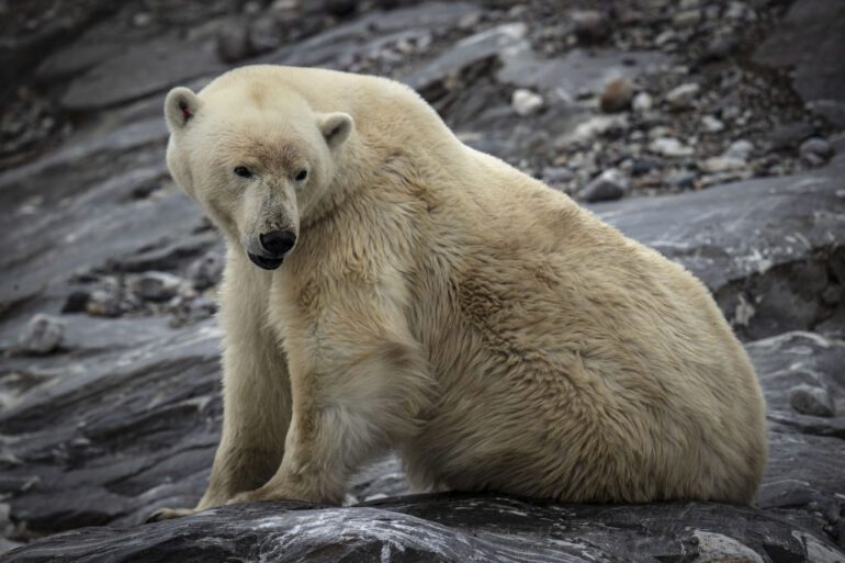 A polar bear is sitting on the ground