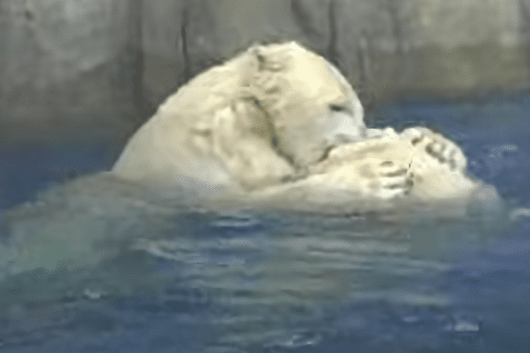 Polar Bear