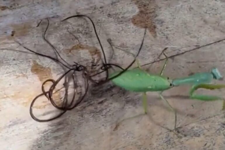 Praying Mantis
