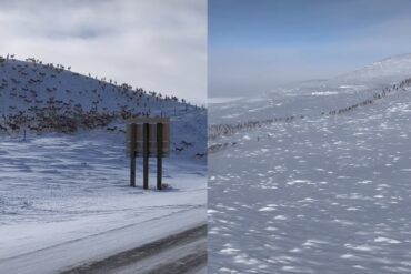 Pronghorn Wyoming