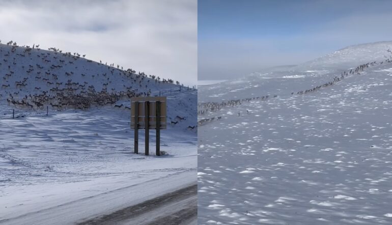 Pronghorn Wyoming