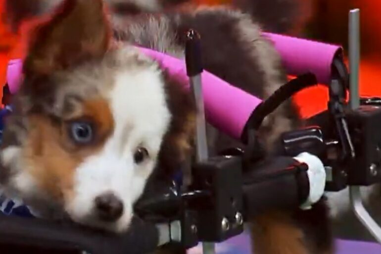 Puppy Bowl