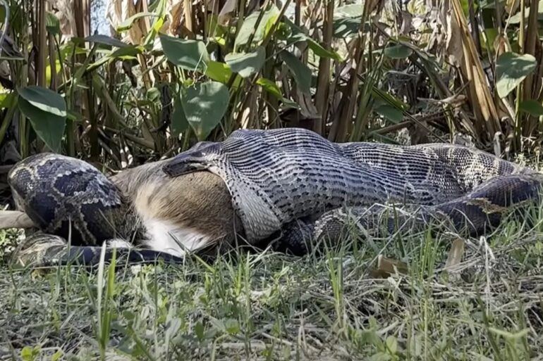 Florida python eats deer
