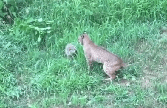 A couple of squirrels in the grass