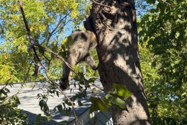 Raccoon Austin
