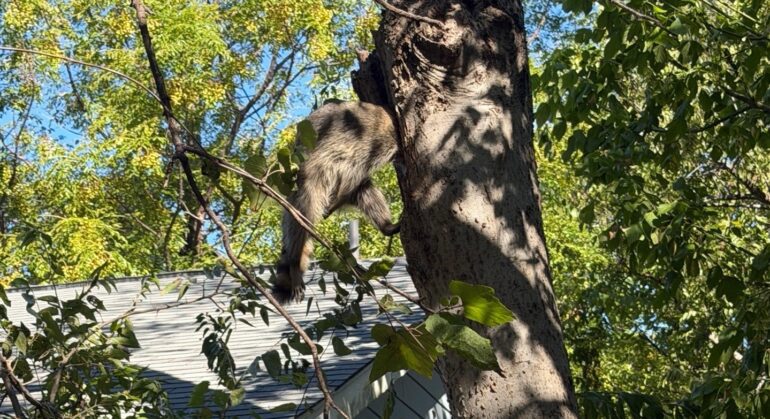 Raccoon Austin