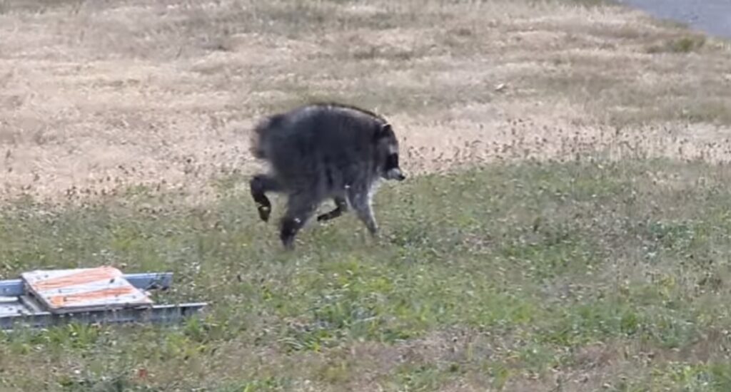 Raccoon Riff Raff Deformed Wild Raccoon Named “Jimothy” Becomes Beloved Viral Superstar ...