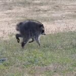 Raccoon