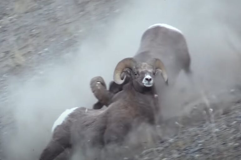 rams