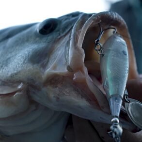 Rapala Claptail