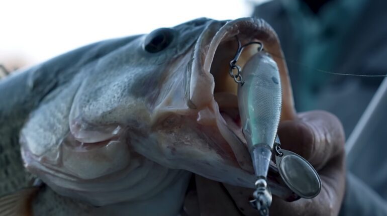 Rapala Claptail