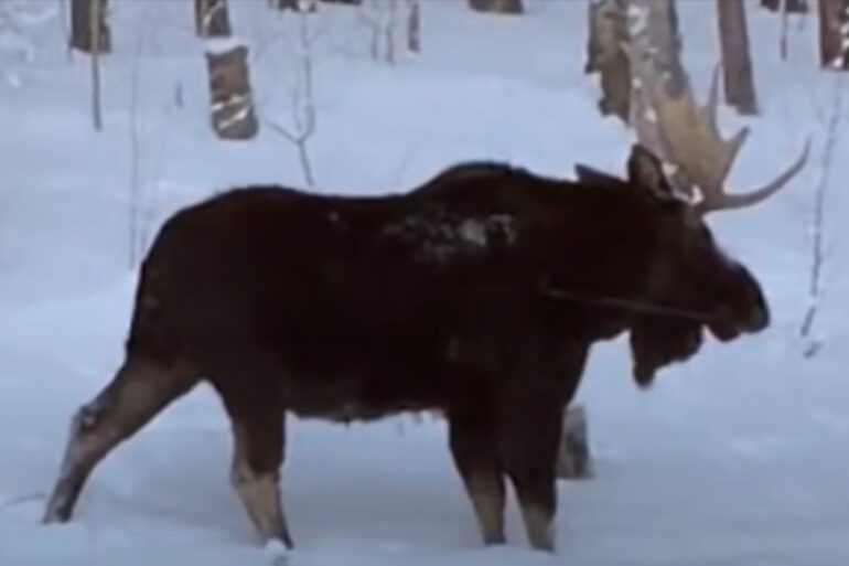 Moose shed antlers