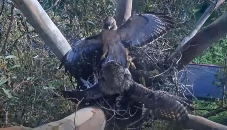Hawk and owl fight